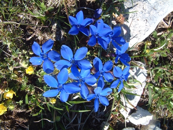 Gentiana verna / Genziana primaticcia